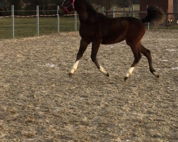 Caballo Top Megic Meggie (Poni de Monta Alemán,  , de Top Pepino)