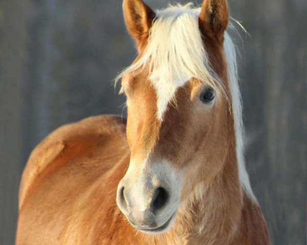 horse Sam (11,72% ox) (Edelbluthaflinger, 2013, from Special-Gold (6,25% ox))