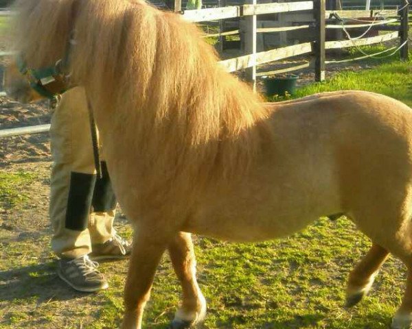 Deckhengst Littlebignor Bertie (Shetland Pony (unter 87 cm), 1999, von Kerswell Fairylight) Deckhengst Littlebignor Bertie (Shetland Pony (unter 87 cm), 1999, von Kerswell Fairylight)