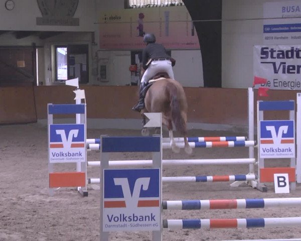 Reitturnier Viernheim 2019