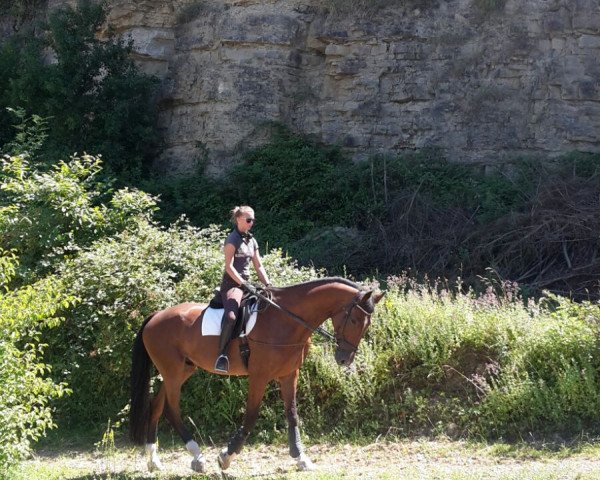 horse Cadillac (Holsteiner, 2010, from Cachas)