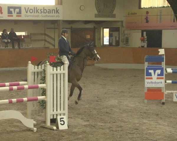 Reitturnier Viernheim 2019