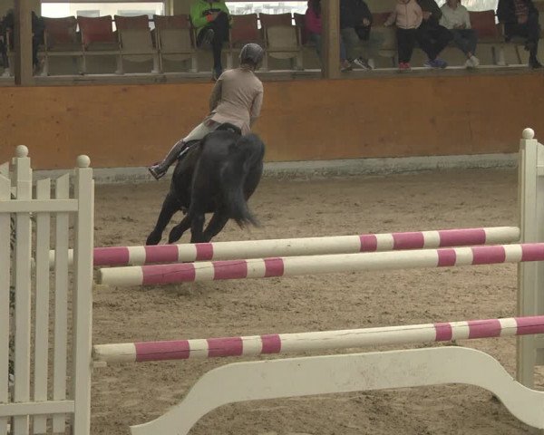 Reitturnier Viernheim 2019