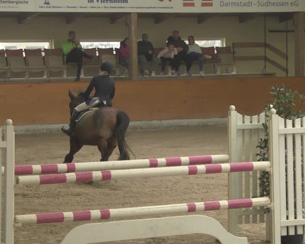 Reitturnier Viernheim 2019