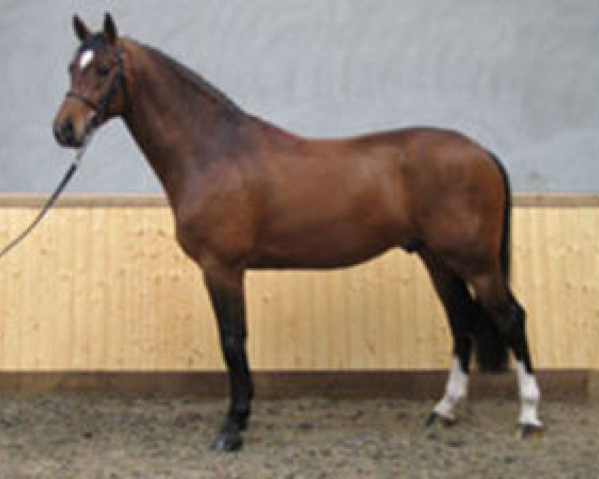 Stallion Caricello (Holsteiner, 2000, from BB Carvallo)