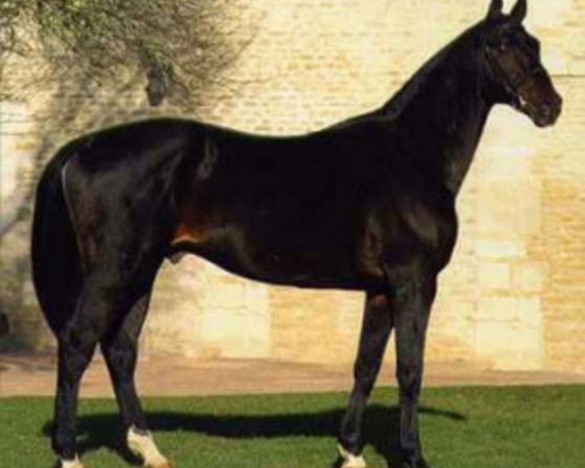 Deckhengst Sarastro AA (Anglo-Araber, 1984, von Nightko)