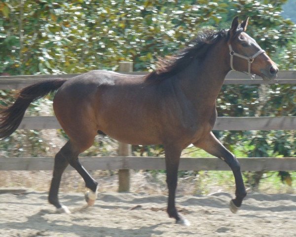 jumper Utom D'Engandou (Anglo-Arabs, 2008, from Sarastro AA)