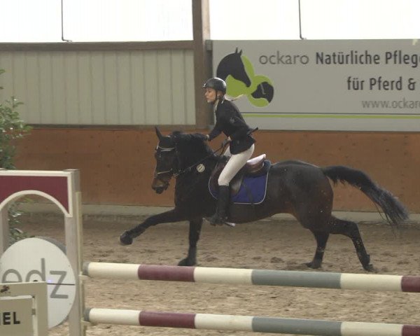 Reitturnier Viernheim 2019