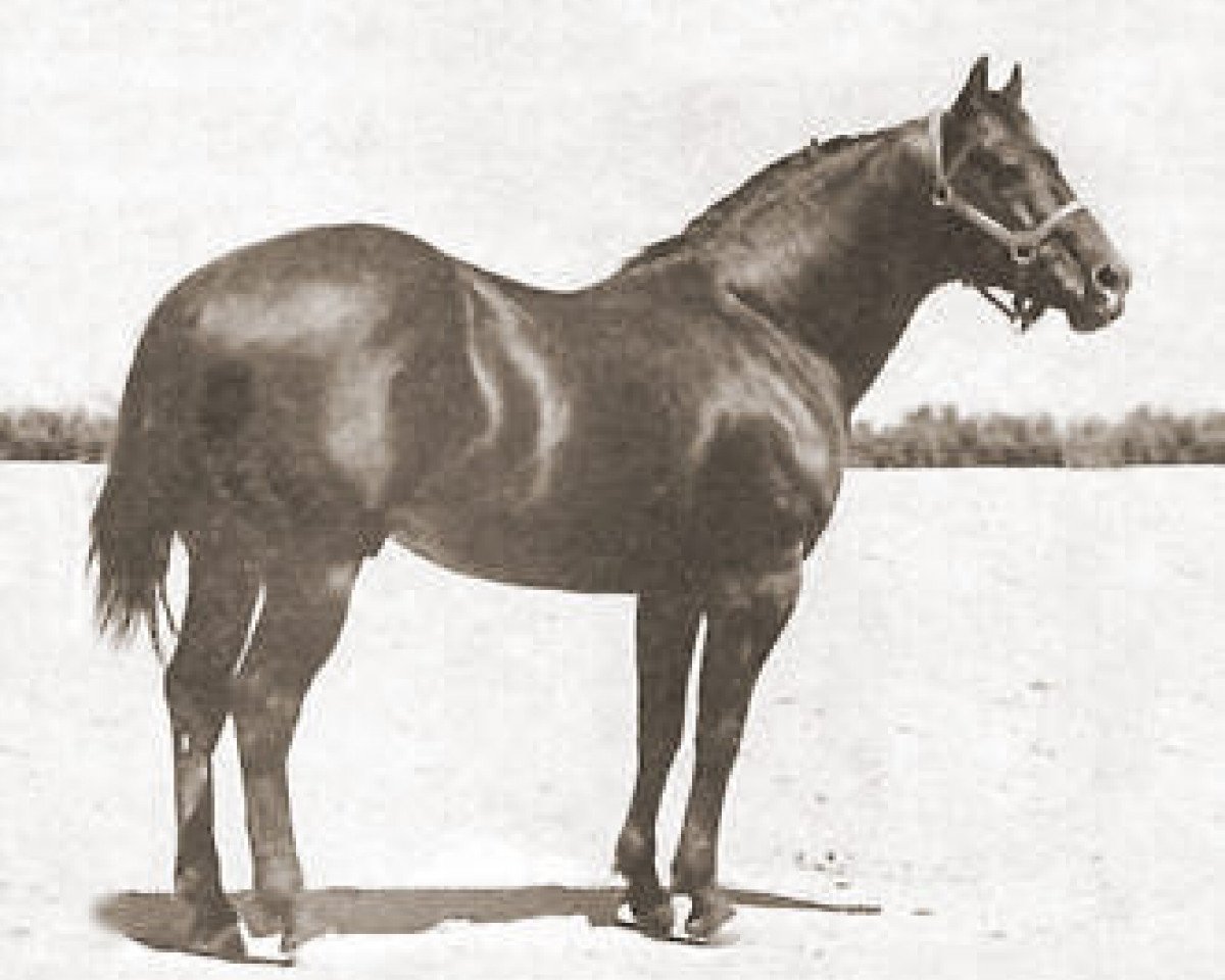 stallion King (Quarter Horse, 1932, from Zantanon)