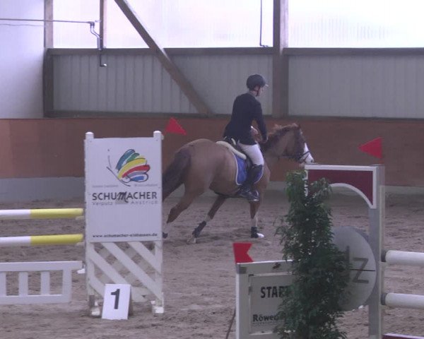 Reitturnier Viernheim 2019