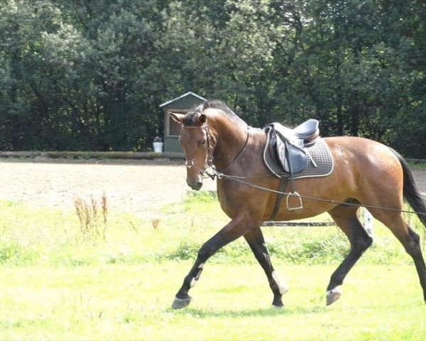 jumper Herslev Mark's Cosmo (Danish Warmblood, 2007, from Con Cosmos)