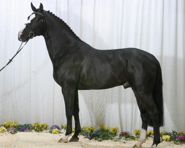 Deckhengst Ulrich Z (Belgisches Warmblut, 1997, von Darco)