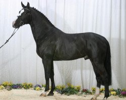 Deckhengst Ulrich Z (Belgisches Warmblut, 1997, von Darco)