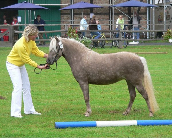 broodmare Highhair v.Clus (German Classic Pony, 2004, from Jabolo) broodmare Highhair v.Clus (German Classic Pony, 2004, from Jabolo)
