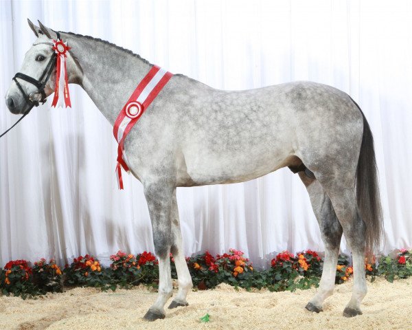 stallion Chellys Z (Zangersheide riding horse, 2004, from Chellano Z)