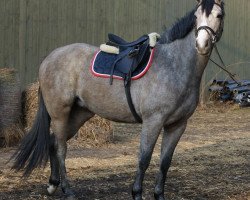 jumper Herslev Mark's Chelina (Danish Warmblood, 2010, from Chellys Z)
