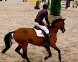 jumper Coco Strona (anglo european sporthorse, 2007, from Tinky Winky)
