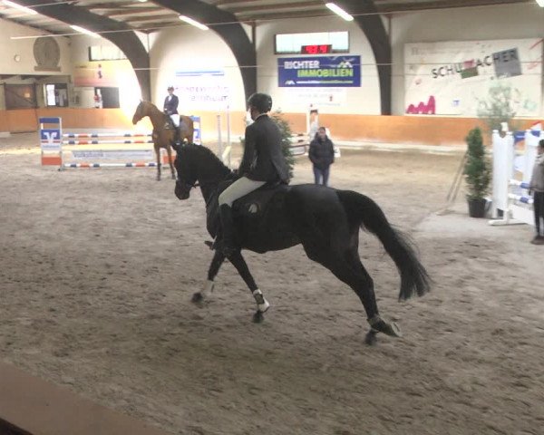 Reitturnier Viernheim 2019