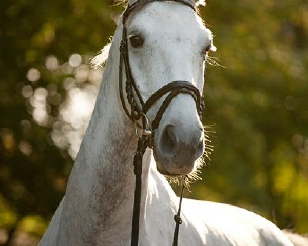 horse Nerino K (Zangersheide riding horse, 2004, from Nelson Z)