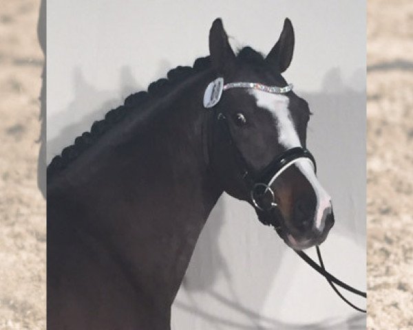 Deckhengst Vom Juwel G (Deutsches Reitpony, 2013, von Valido's Boy)