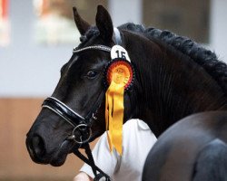 stallion Very Black G (German Riding Pony, 2012, from Vom Feinsten G)