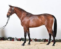 stallion Quiwi Air (Holsteiner, 2014, from Quiwi Dream)