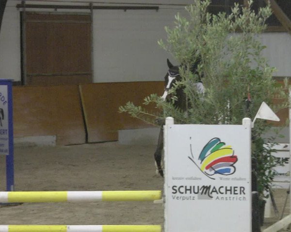 Reitturnier Viernheim 2019