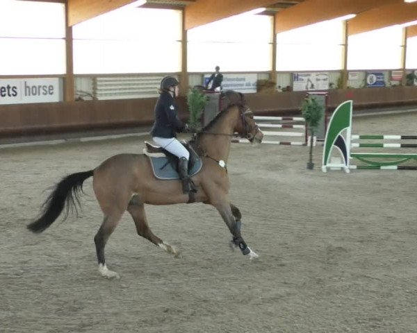Reitturnier Dettingen 2019