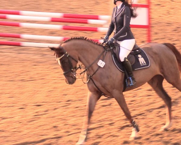 Reitturnier Dallgow 2019