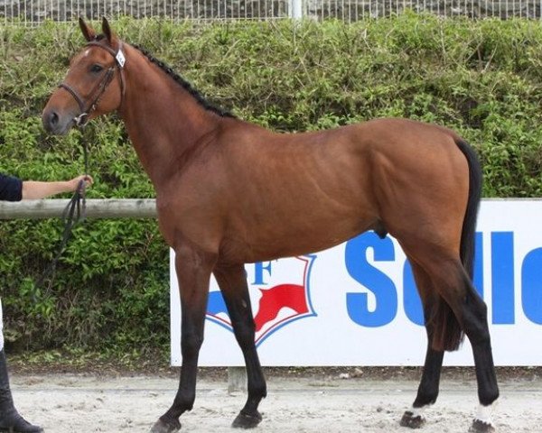 Pferd Rodrigo Manciais (Selle Français, 2005, von Quidam de Revel)
