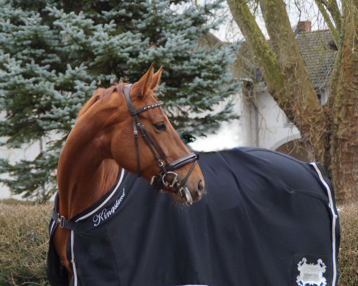 dressage horse Samba Pa Ti 19 (Hanoverian, 2011, from Samba Hit I)