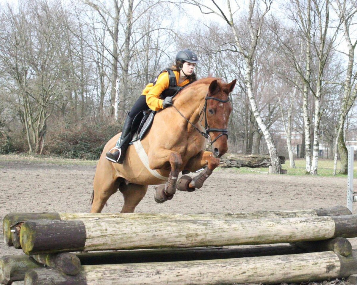 horse Davidoff 174 (Hanoverian, 2007, from Diamond Hit)