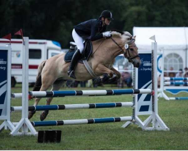 horse Otis von Katjendal (Fjord Horse, 2008, from Birkens Odin)