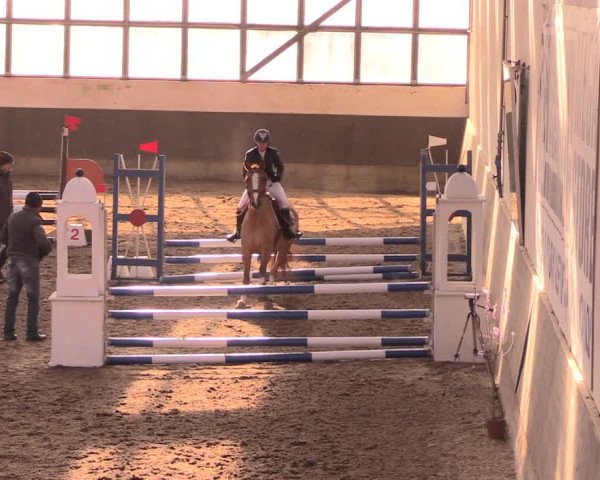 Reitturnier Dallgow 2019