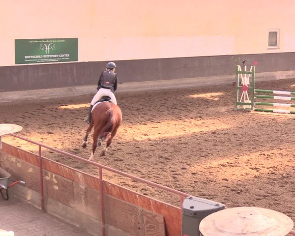 Reitturnier Dallgow 2019