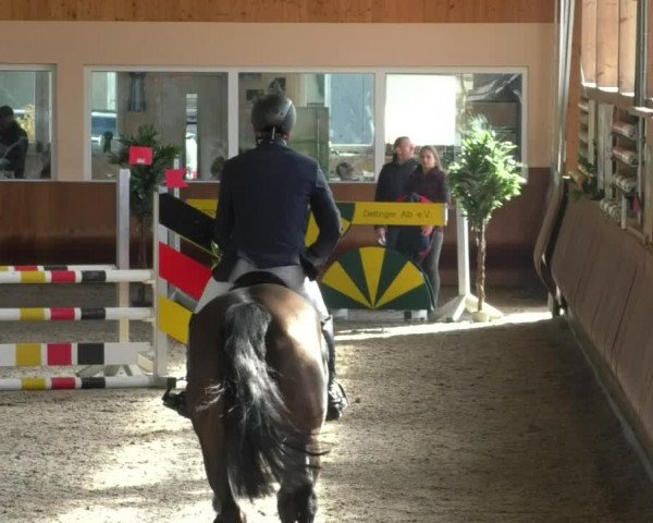 Reitturnier Dettingen 2019