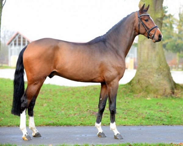 Deckhengst Harrison 12 (Westfale, 2012, von VDL Harley)