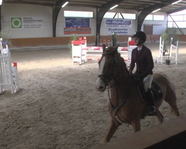 Reitturnier Viernheim 2019