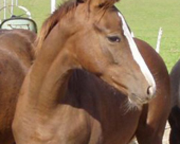 Pferd Summerdancer (Oldenburger, 2006, von Samarant)
