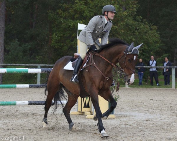 horse Two Bidou Manciais (Selle Français, 2007, from Limbo)
