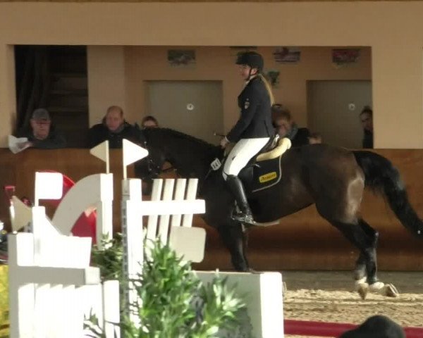 Reitturnier Dettingen 2019