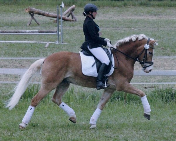 dressage horse Sternendeuter (9,57% ox) (Haflinger, 2007, from Stern von Waldeck (9,77% ox))