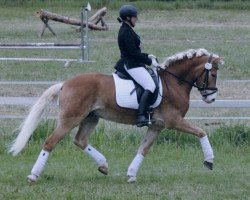 dressage horse Sternendeuter (9,57% ox) (Haflinger, 2007, from Stern von Waldeck (9,77% ox))