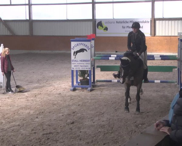 Reitturnier Viernheim 2019