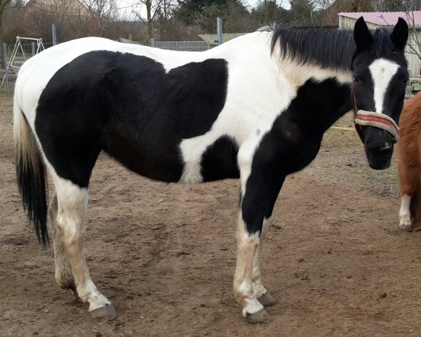 broodmare Elixa vom Steinberg (Trakehner, 1999, from Elvis)