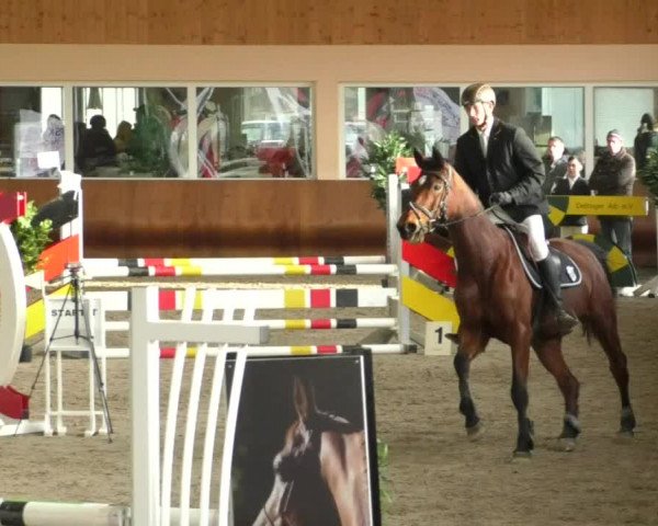 Reitturnier Dettingen 2019