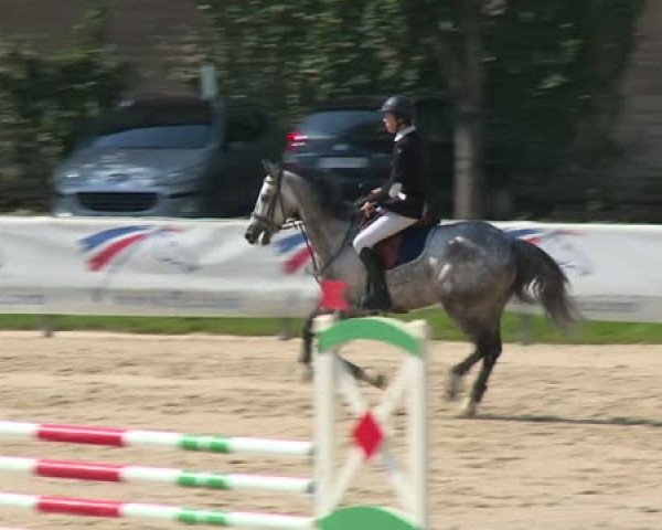 jumper Urbino Manciais (Selle Français, 2008, from Opium de Talma)