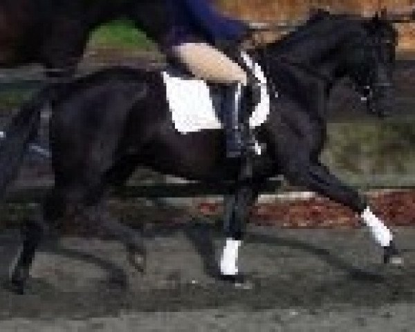 horse Stute von Day Dream / Cabaret (Württemberger, 2005, from Day Dream)
