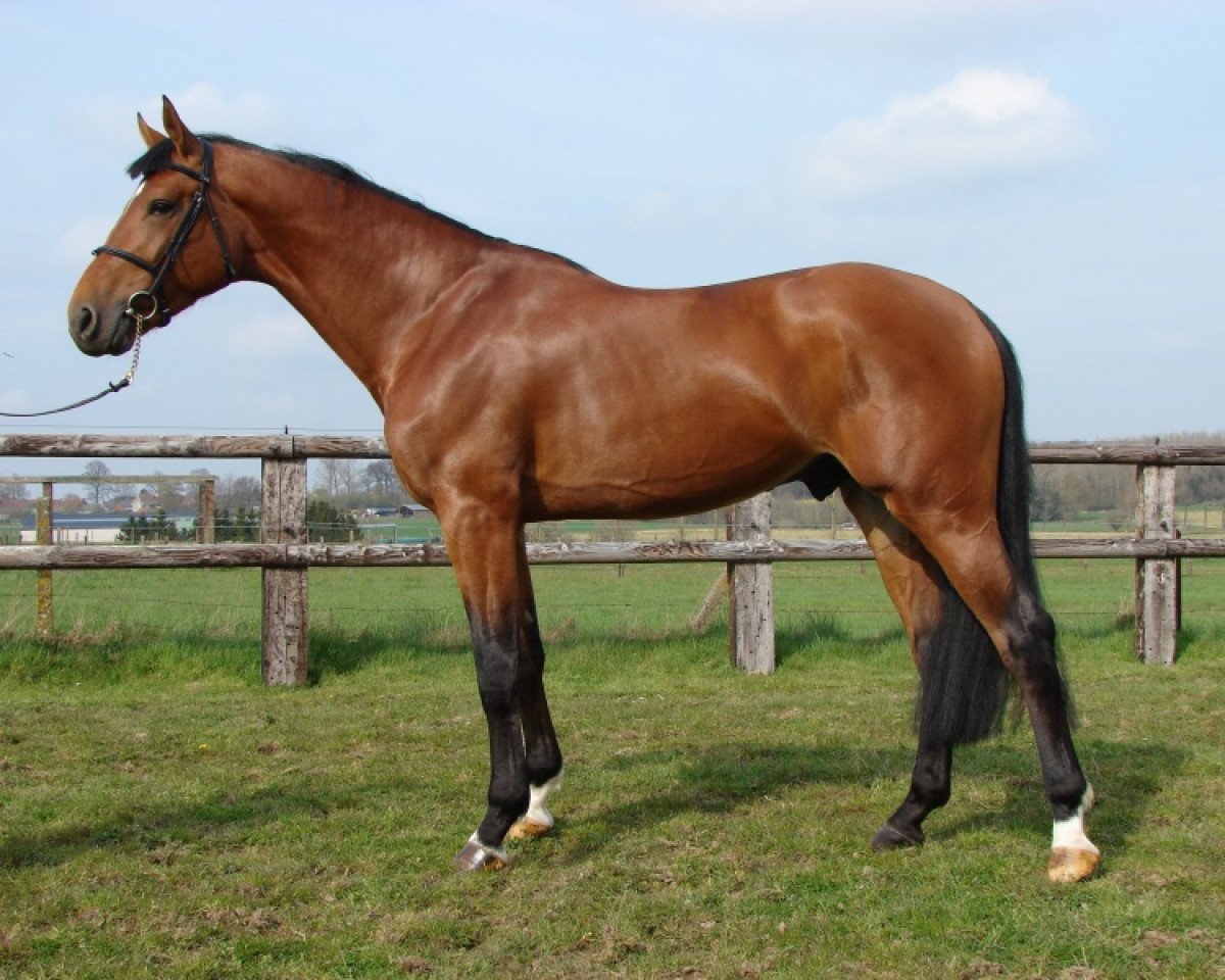 Deckhengst Kashmir van't Schuttershof (Belgium Sporthorse, 1994, von Nabab de Rêve)