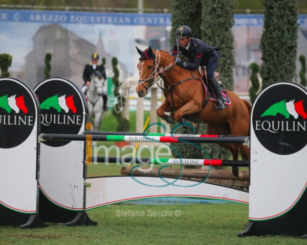Springpferd Naiade del Terriccio (Sella Italiano, 2007, von Dollar de la Pierre) Springpferd Naiade del Terriccio (Sella Italiano, 2007, von Dollar de la Pierre)